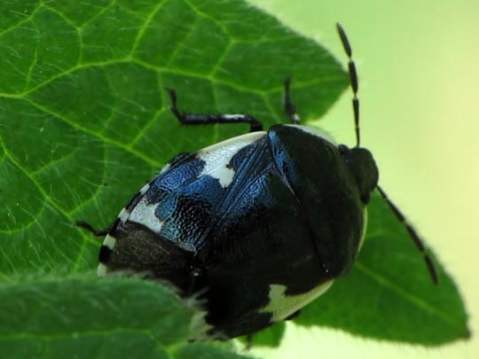 Gefleckte Schwarznesselwanze, Tritomegas sexmaculatus