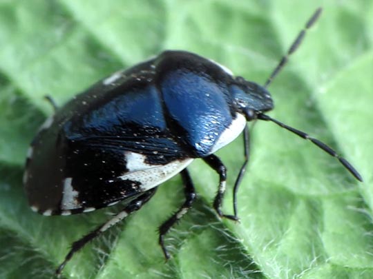 Gefleckte Schwarznesselwanze, Tritomegas sexmaculatus