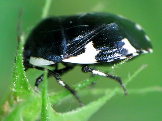 Gefleckte Schwarznesselwanze, Tritomegas sexmaculatus