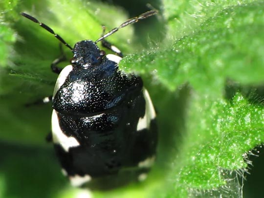 Gefleckte Schwarznesselwanze, Tritomegas sexmaculatus