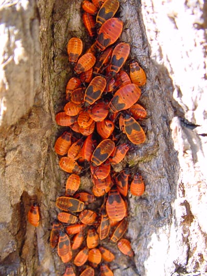 Gemeine Feuerwanze, Pyrrhocoris apterus