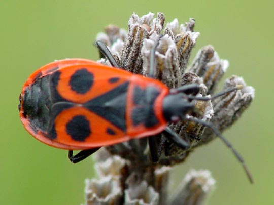 Gemeine Feuerwanze, Pyrrhocoris apterus