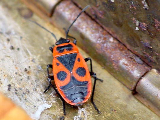 Gemeine Feuerwanze, Pyrrhocoris apterus