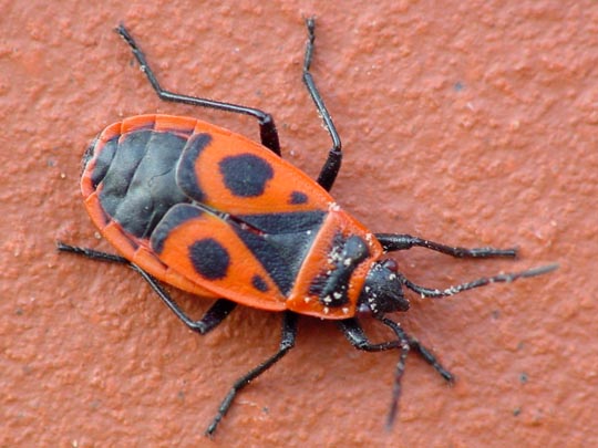 Gemeine Feuerwanze, Pyrrhocoris apterus