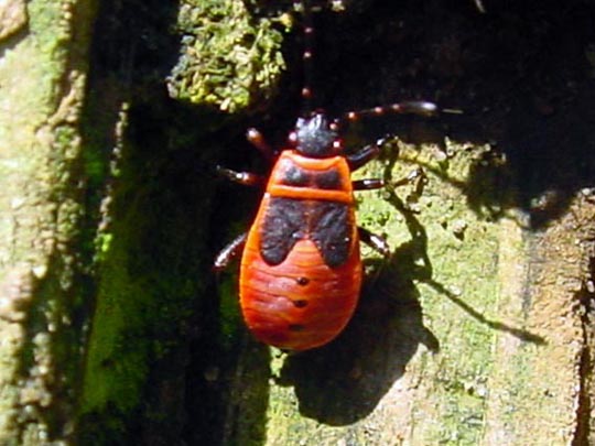 Gemeine Feuerwanze, Pyrrhocoris apterus