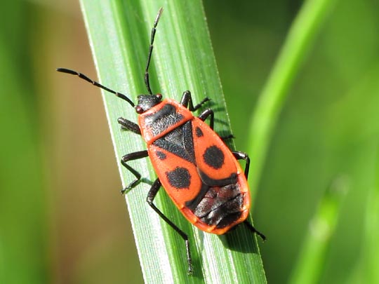 Gemeine Feuerwanze, Pyrrhocoris apterus