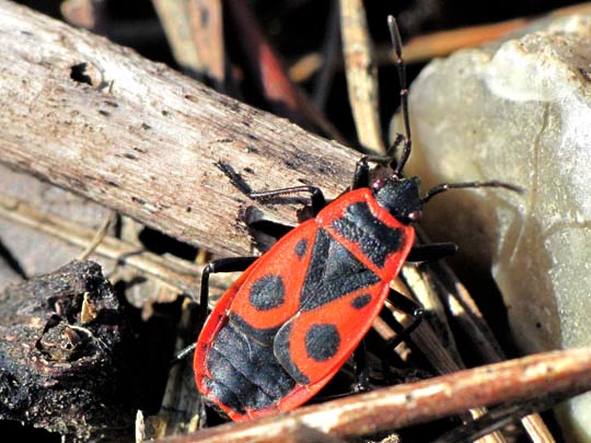 Gemeine Feuerwanze, Pyrrhocoris apterus