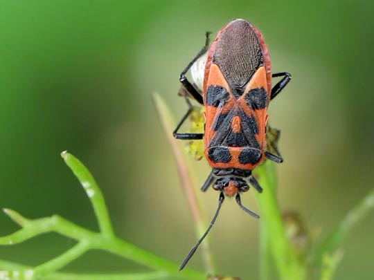 Zimtwanze, Corizus hyoscyami