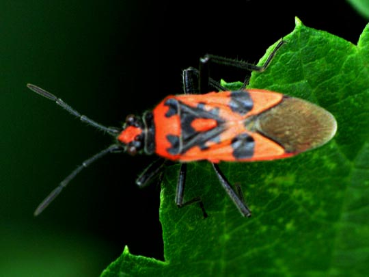 Zimtwanze, Corizus hyoscyami