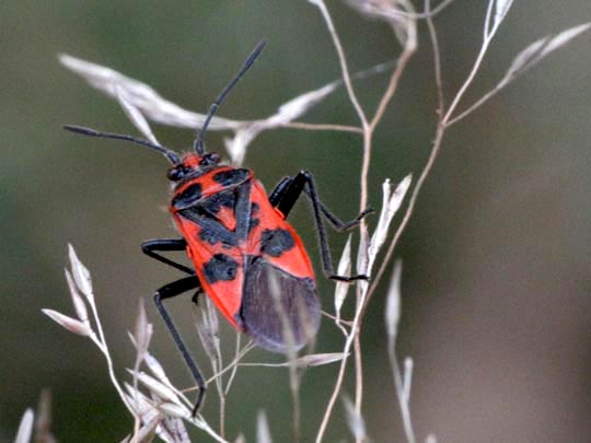 Zimtwanze, Corizus hyoscyami