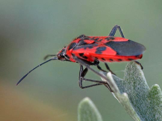 Zimtwanze, Corizus hyoscyami