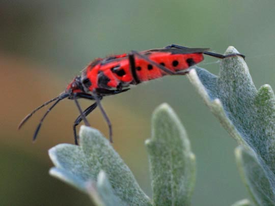 Zimtwanze, Corizus hyoscyami