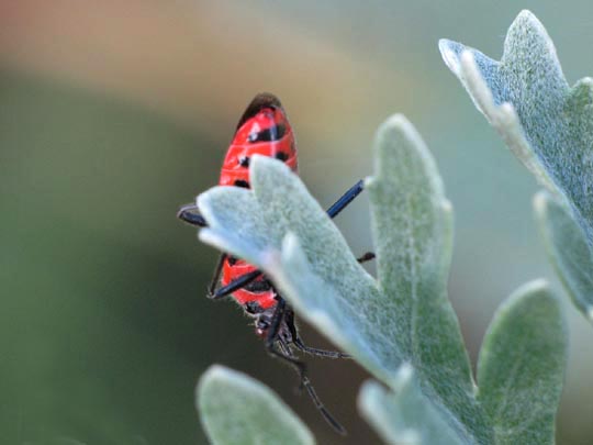 Zimtwanze, Corizus hyoscyami