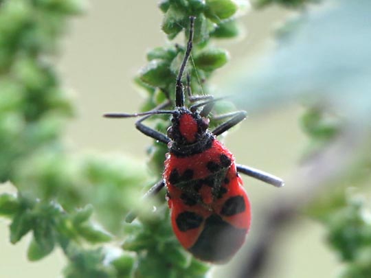 Zimtwanze, Corizus hyoscyami