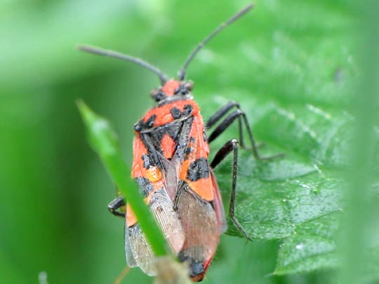 Zimtwanze, Corizus hyoscyami