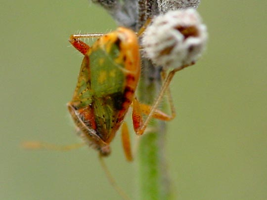 Rhopalus parumpunctatus<