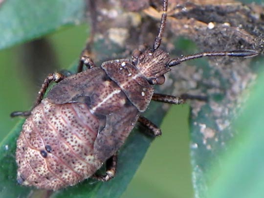 Stictopleurus