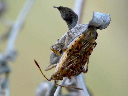 Stictopleurus