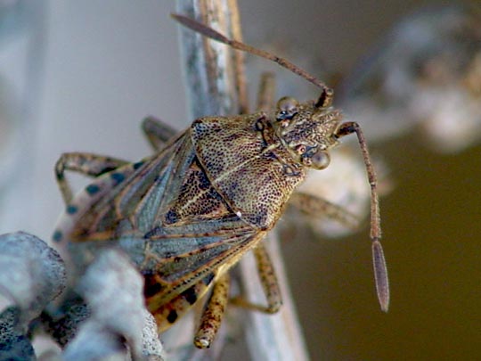 Stictopleurus