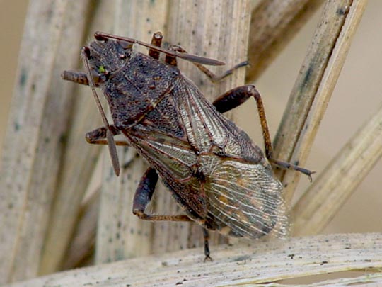 Stictopleurus