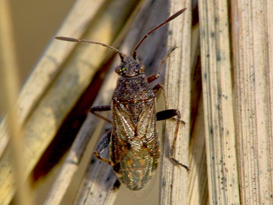 Stictopleurus