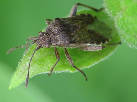 Stictopleurus punctatonervosus