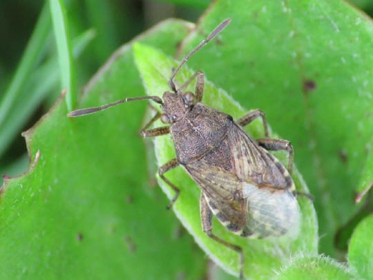 Stictopleurus punctatonervosus