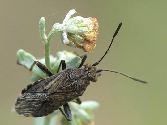 Stictopleurus