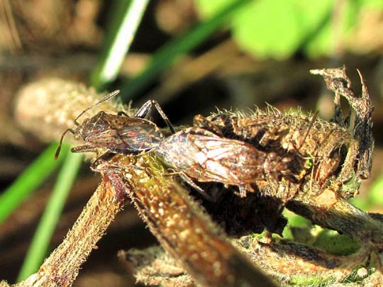 Stictopleurus