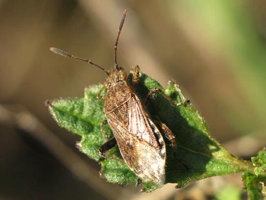 Stictopleurus