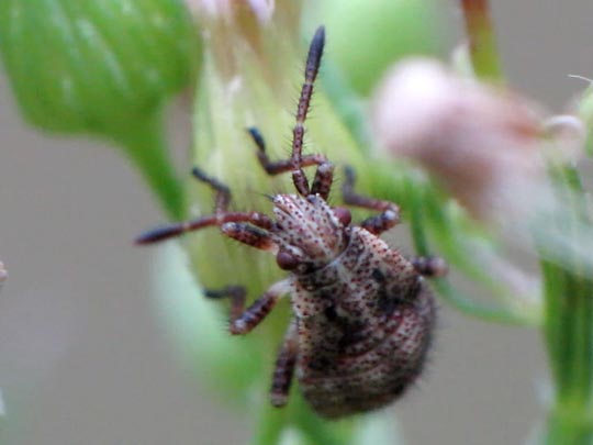 Stictopleurus