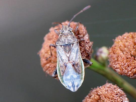 Stictopleurus punctatonervosus