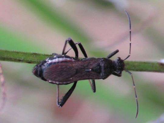 Alydus calcaratus