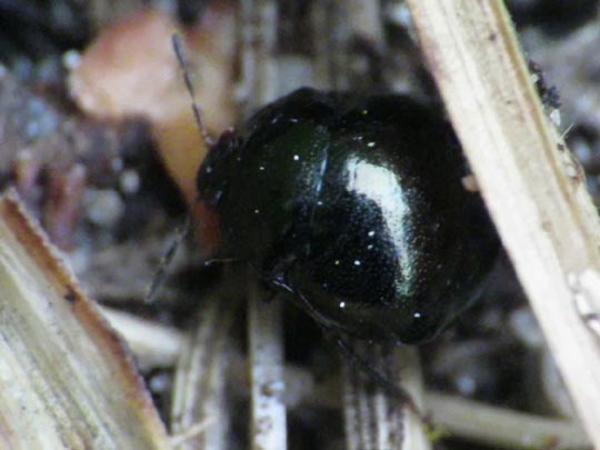 Coptosoma scutellatum