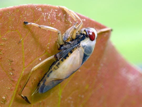 Gemeiner Rückenschwimmer, Notonecta glauca