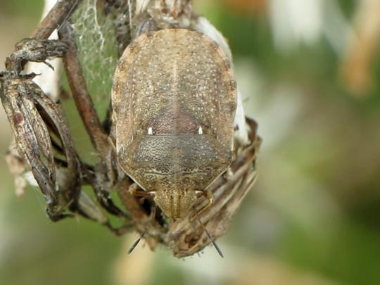 Eurygaster testudinaria, Schildkrötenwanze