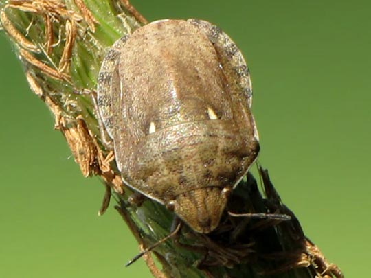 Eurygaster testudinaria, Schildkrötenwanze