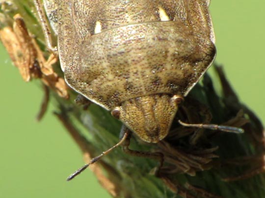 Eurygaster testudinaria, Schildkrötenwanze