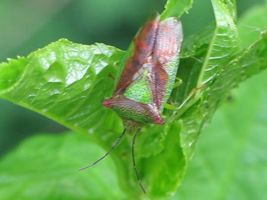 Wipfel-Stachelwanze, Acanthosoma haemorrhoidale