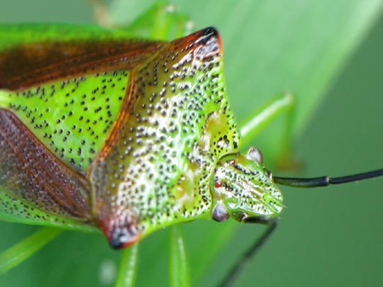 Wipfel-Stachelwanze, Acanthosoma haemorrhoidale