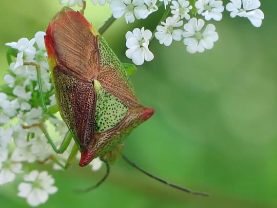 Wipfel-Stachelwanze, Acanthosoma haemorrhoidale