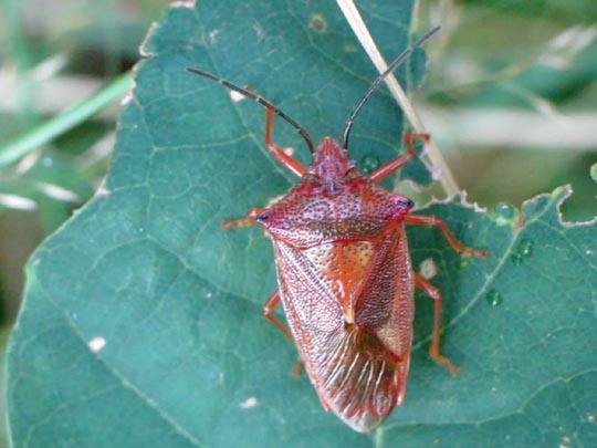 Wipfel-Stachelwanze, Acanthosoma haemorrhoidale