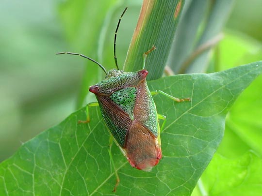 Wipfel-Stachelwanze, Acanthosoma haemorrhoidale