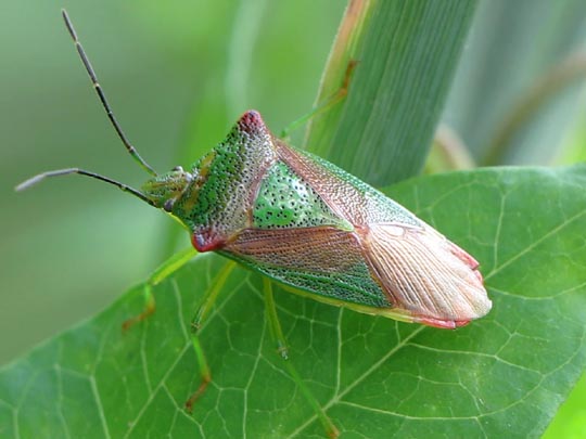 Wipfel-Stachelwanze, Acanthosoma haemorrhoidale