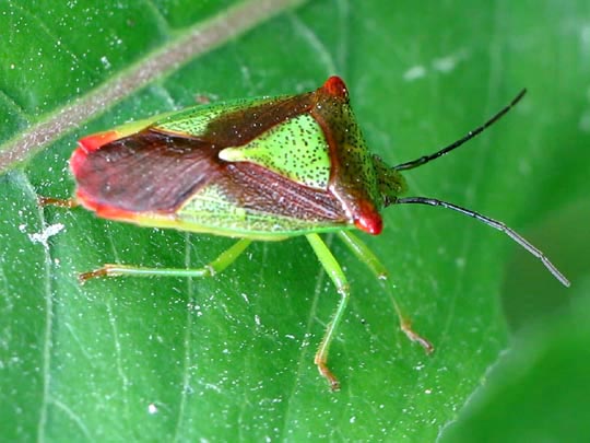 Wipfel-Stachelwanze, Acanthosoma haemorrhoidale