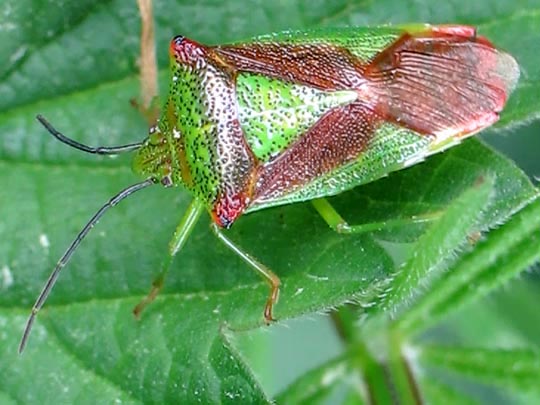 Wipfel-Stachelwanze, Acanthosoma haemorrhoidale