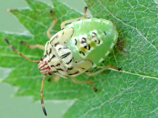 Elasmucha sp., Larve