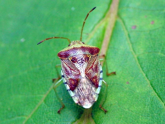 Fleckige Brutwanze, Elasmucha grisea