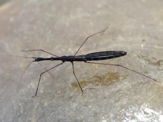 Hydrometra stagnorum, Gemeiner Teichläufer