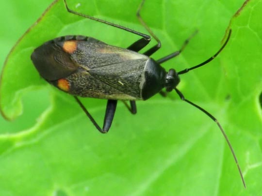 Adelphocoris seticornis